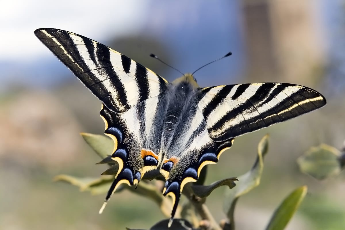 Mariposa chupaleches (Iphiclides feisthamelii) en el jardín