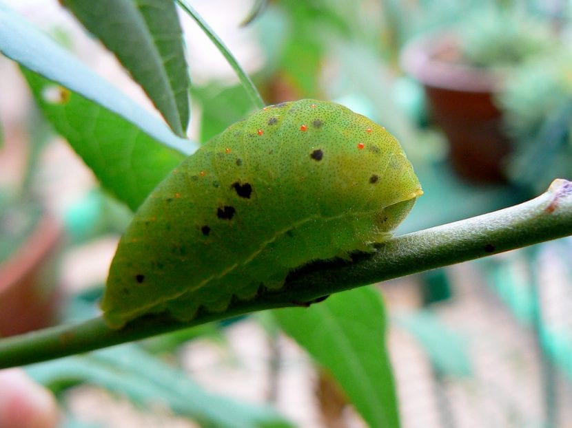 Larva de la mariposa chupaleche
