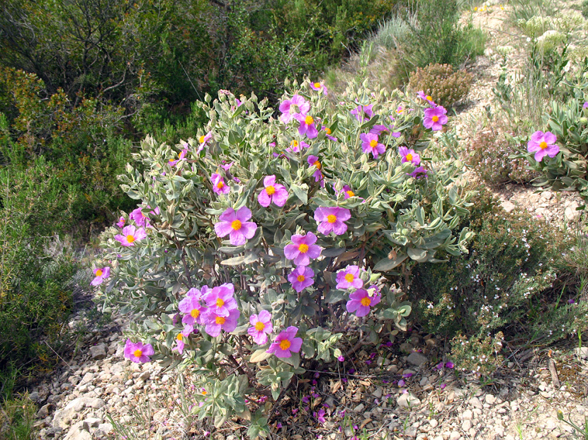 Cultivo del cistus albidus