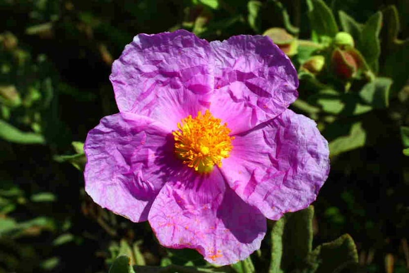 Detalle de la flor de la estepa blanca