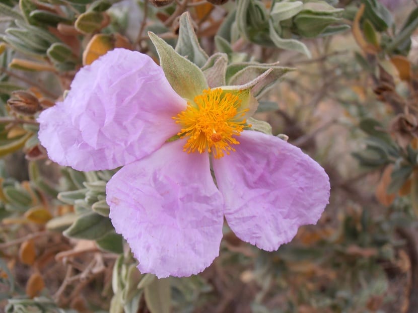 Flores de la estepa blanca
