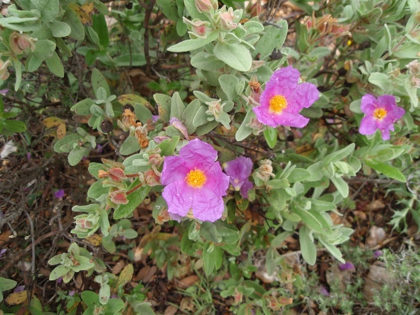 Cistus albidus: cultivo y cuidados de la jara blanca
