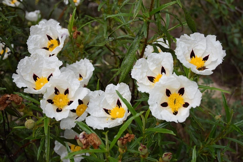 jara blanca