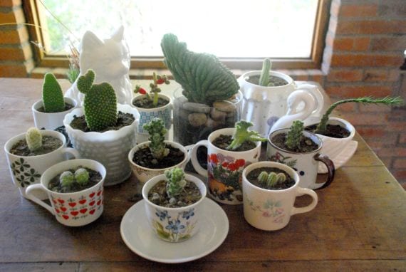 Cactus en tazas