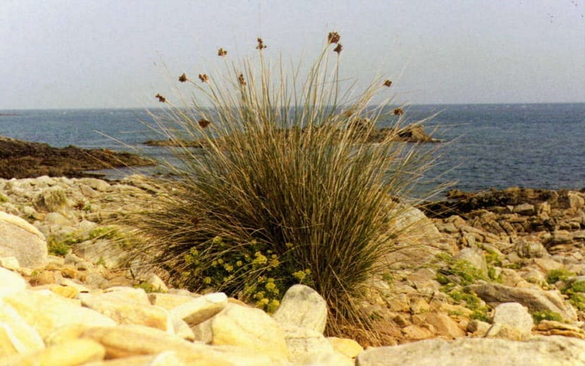 Cuidados del Juncus maritimus