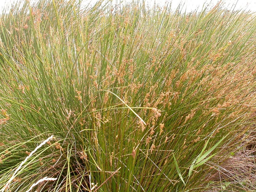 Detalle de las hojas del Juncus maritimus