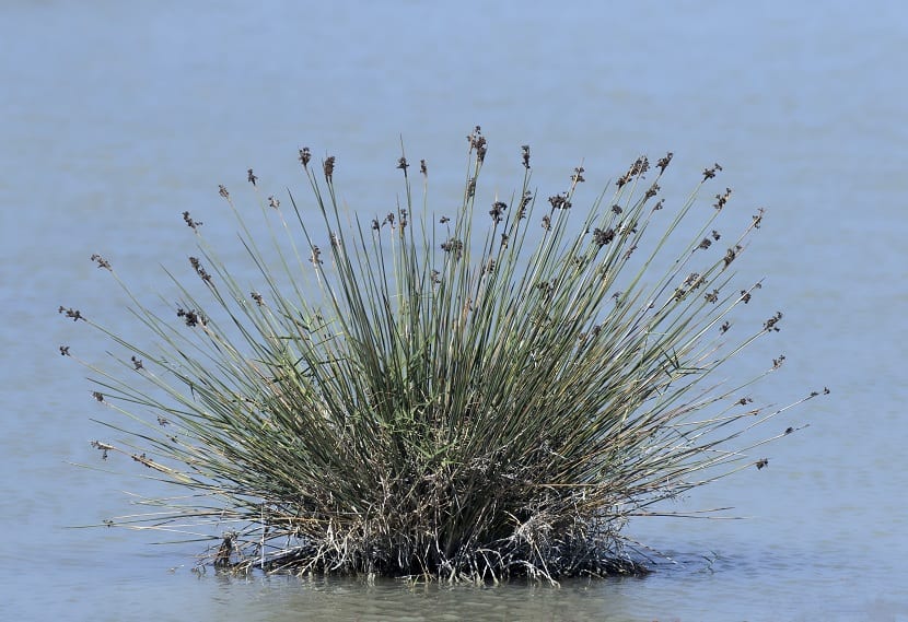 Juncus maritimus: identificación, usos y cuidados del junco