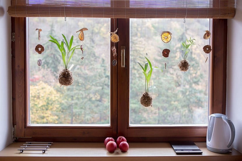 Cuidados de las kokedamas: riego, luz, abono y accesorios