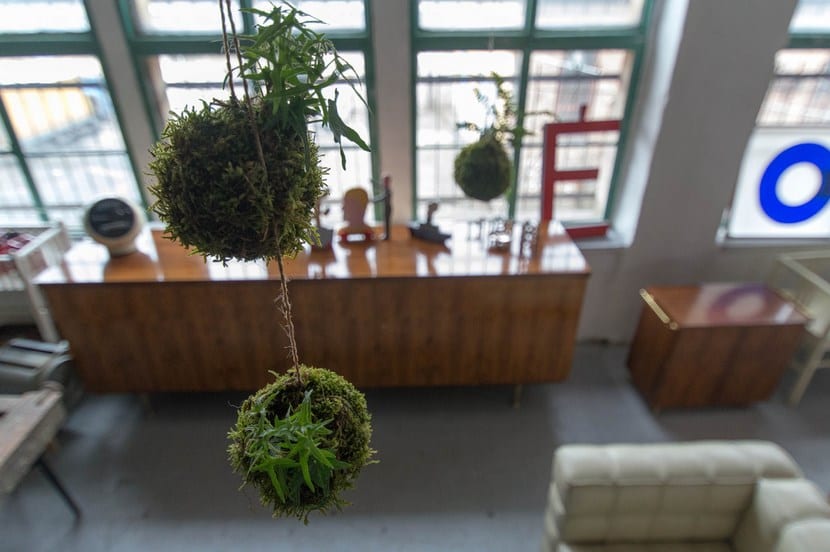Kokedama