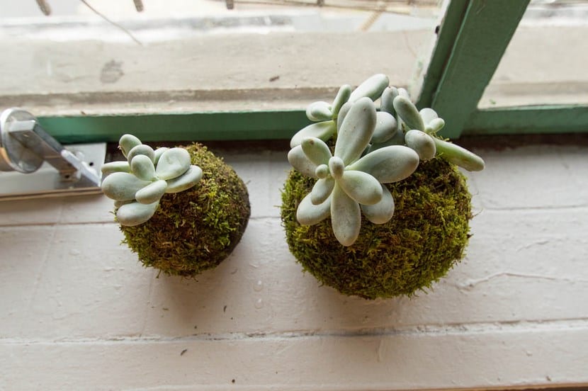 Kokedama