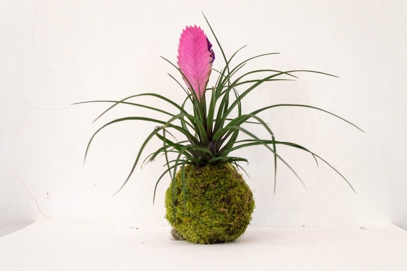 kokedama-5