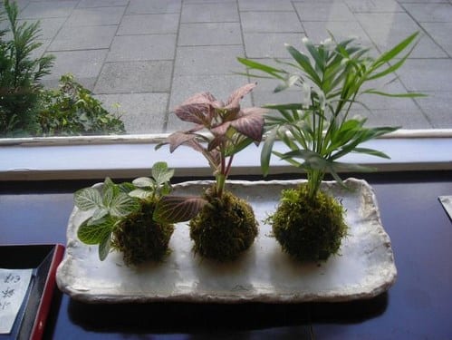 Kokedama