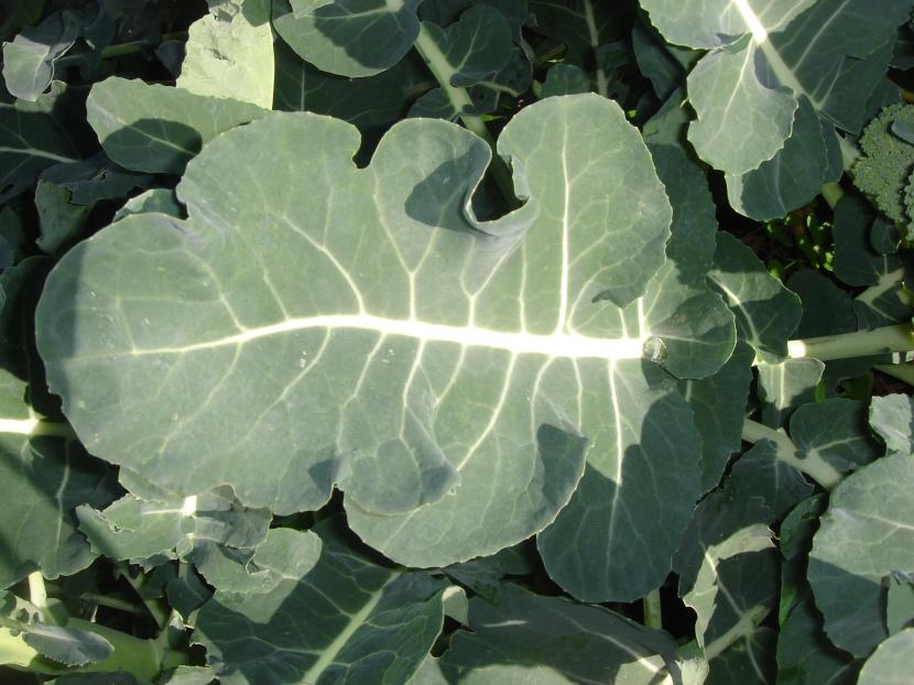 Brócoli
