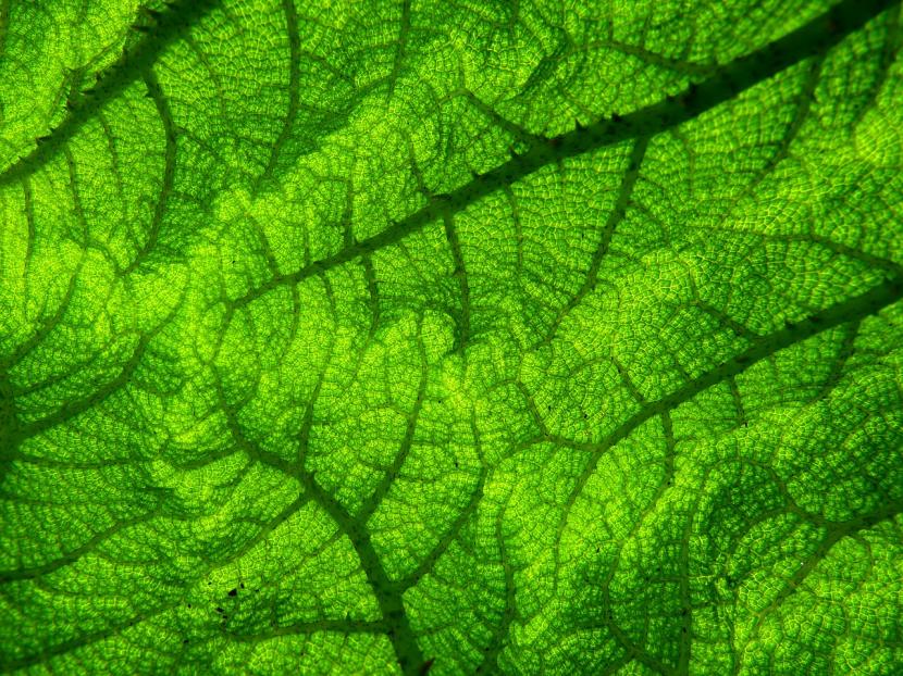 Microelementos en las plantas: carencias y corrección
