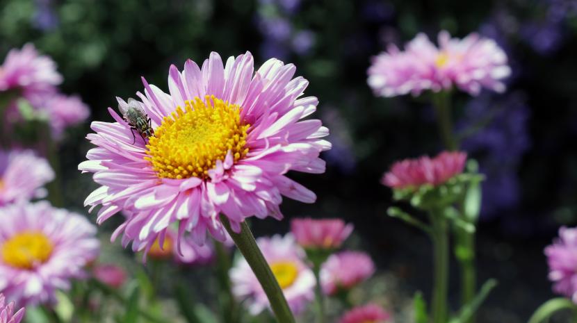 Flores