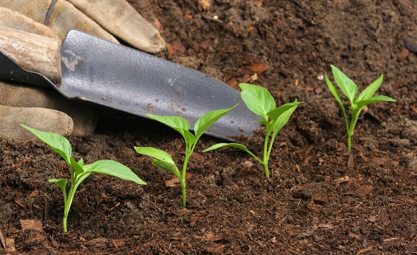 Abono foliar: cuándo usarlo, qué nutrientes y cómo aplicarlo