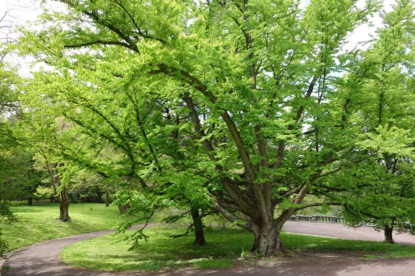 El clima manda al elegir plantas para el jardín