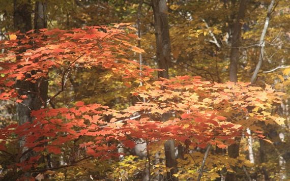 El clima y las plantas: rusticidad, heladas y microclima