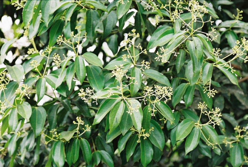 Hojas de la planta de la canela con sus tres nervios longitudinales
