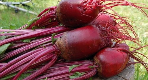 Cultivo de remolacha en líneas en el huerto