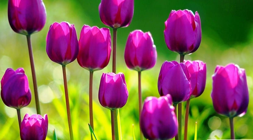Tulipomanía: qué pasó de verdad con los tulipanes