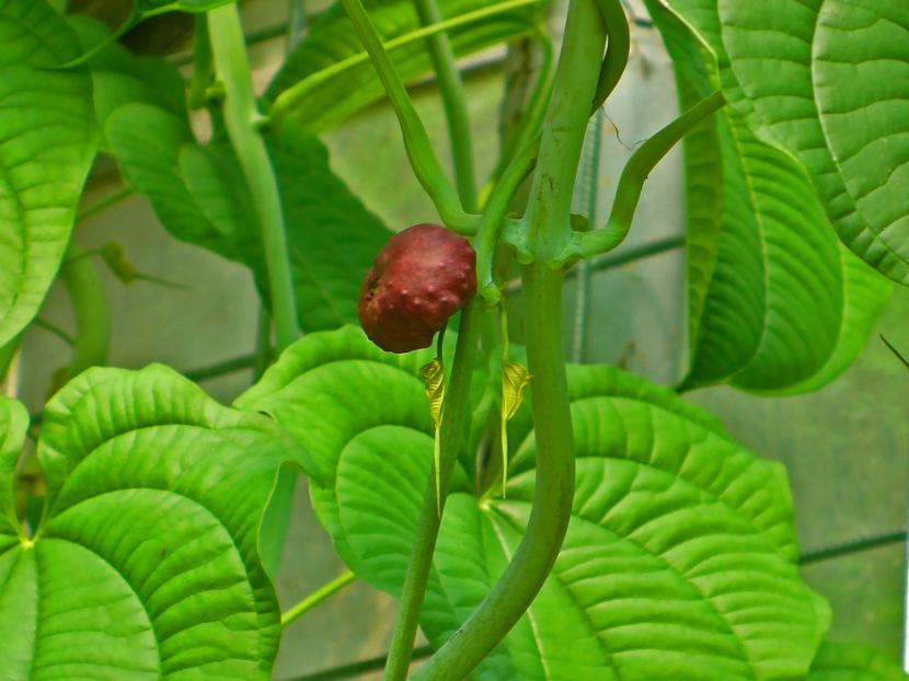 Dioscorea esculenta