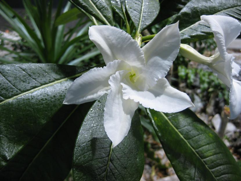 Pachypodium lamerei