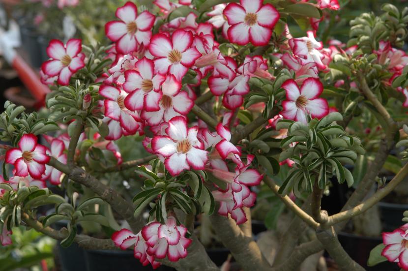 Plantas caudiciformes: especies, riego y toxicidad