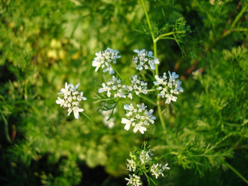 Cilantro