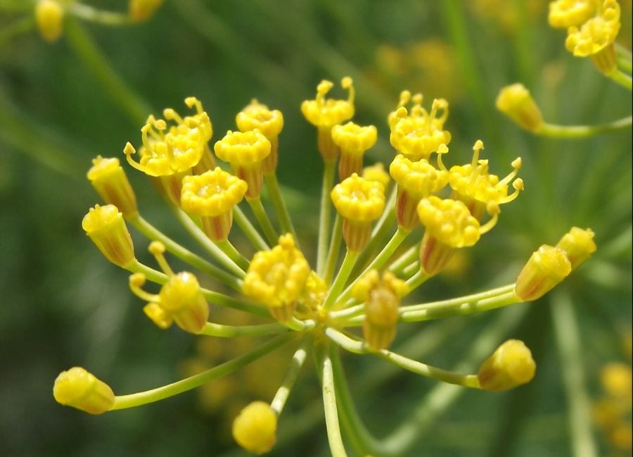Hierbas aromáticas para el jardín en primavera: guía de cultivo