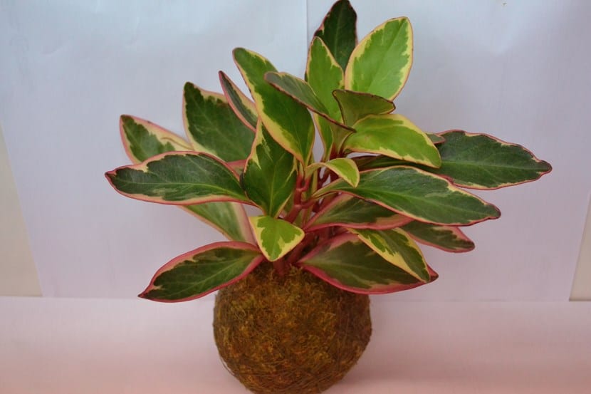 Plantas para kokedamas: cuáles aguantan y cuáles no