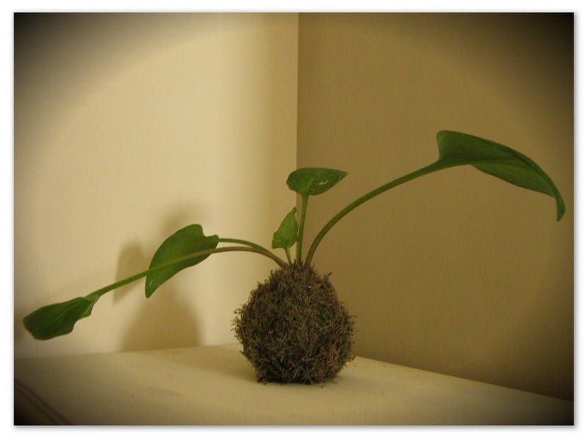Kokedama