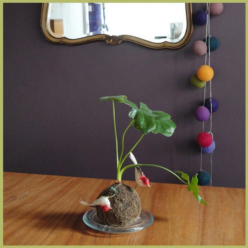 Kokedama
