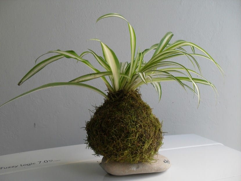 Kokedama