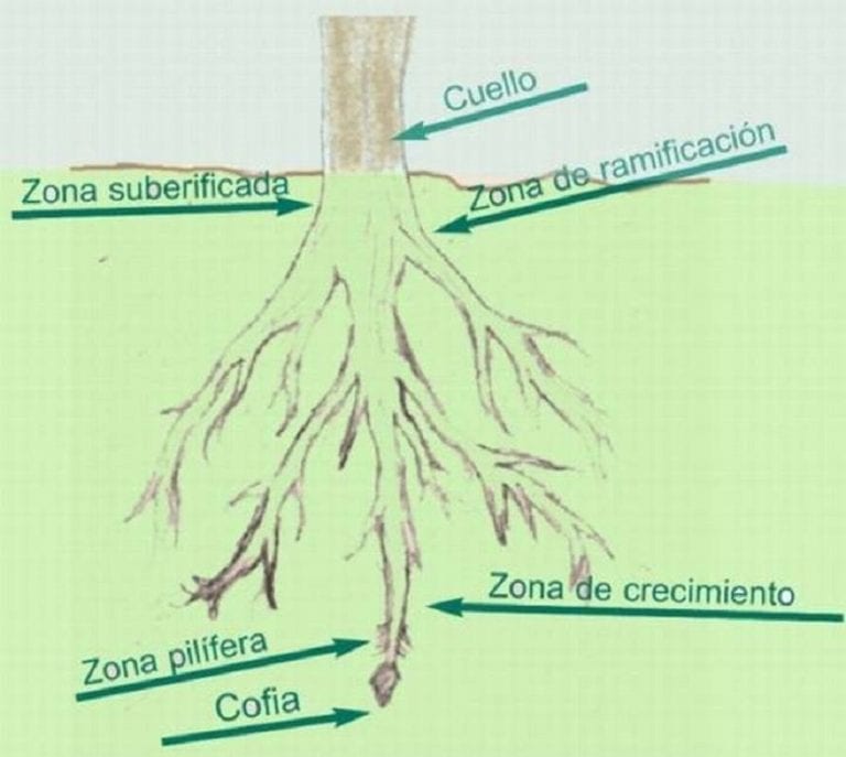 Esquema de las partes de una raíz