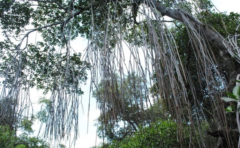 Raíces aéreas de una planta trepadora
