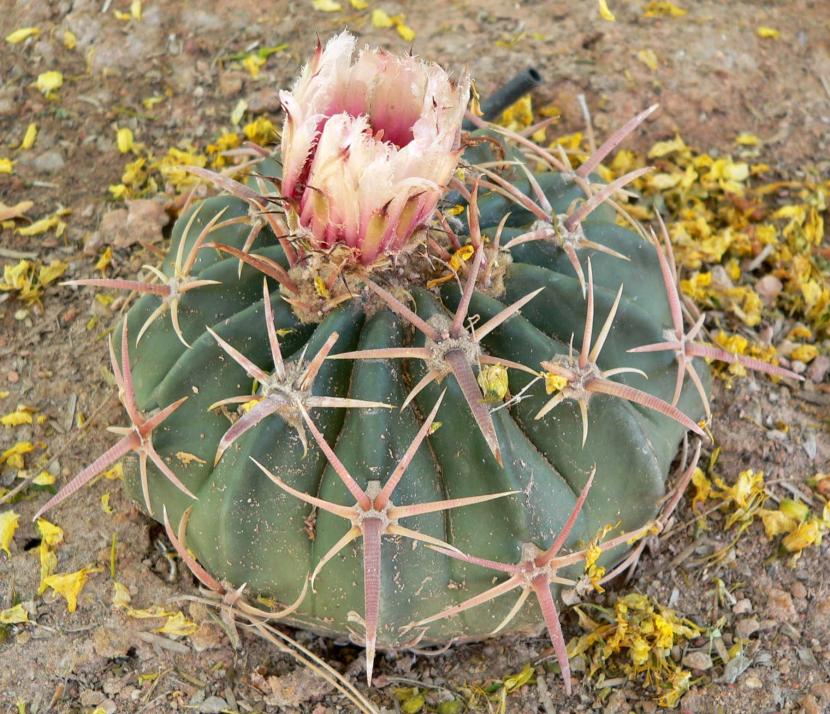 Plantas xerófitas: adaptaciones, cultivo y especies