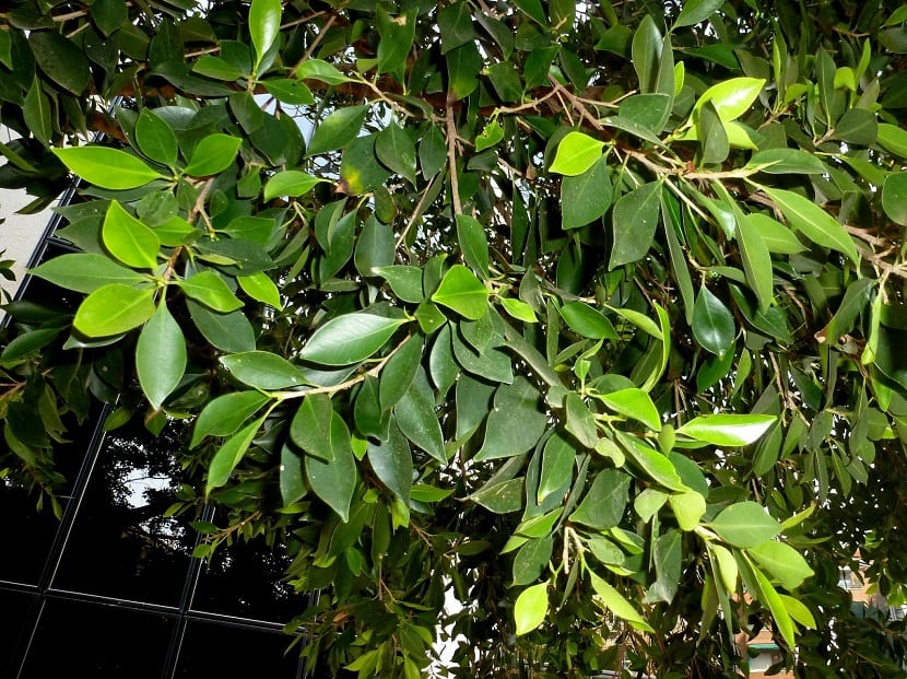 Hojas del laurel de la Indias