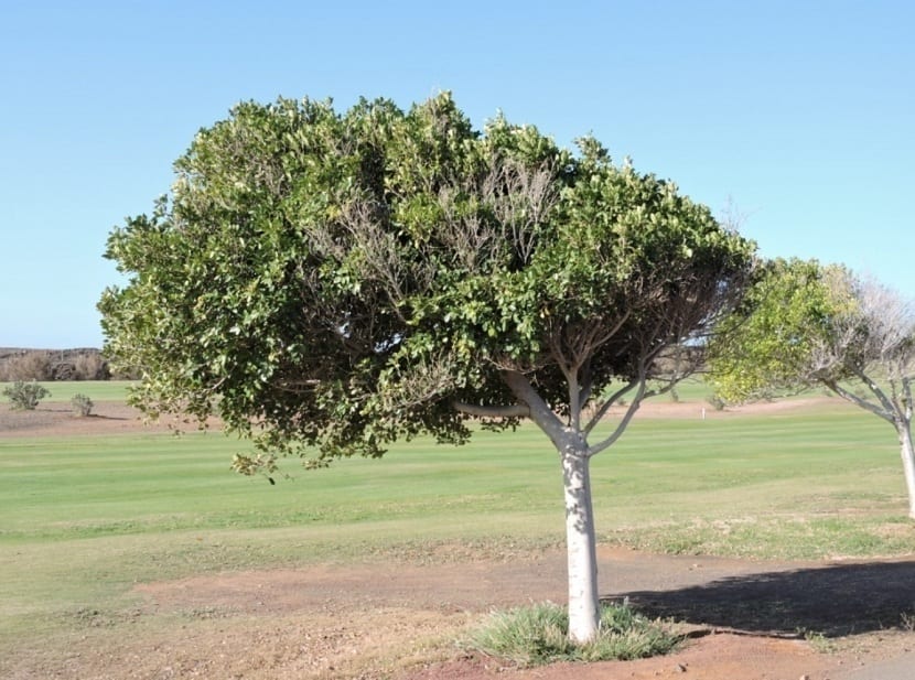 Laurel de la India en un campo