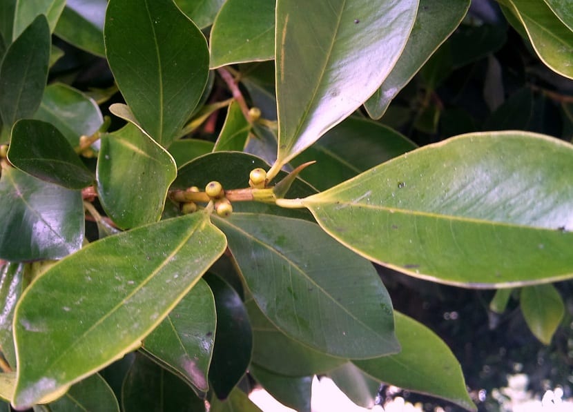Laurel de la India (Ficus microcarpa): cultivo y cuidados