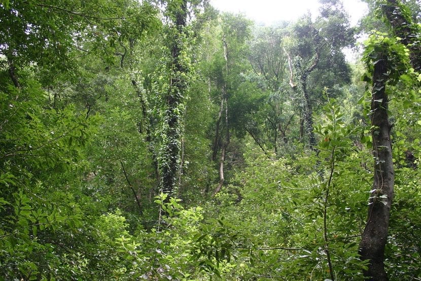 Bosque de laurisilva en La Palma con troncos cubiertos de musgo