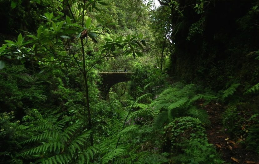 Laurissilva de Madeira, con dosel cerrado y helechos en el sotobosque