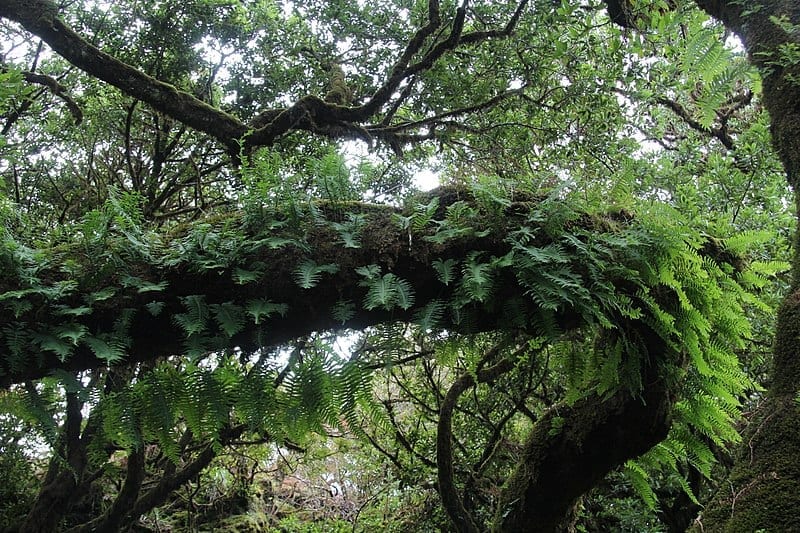 La laurisilva es un tipo de bosque subtropical