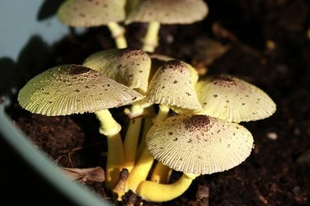 Leucocoprinus birnbaumii adulto con el sombrero ya abierto y estriado