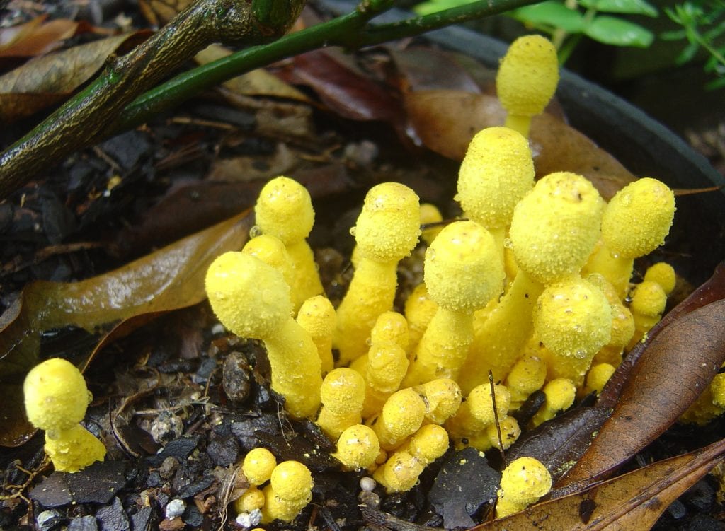 Leucocoprinus birnbaumii: la seta amarilla de las macetas