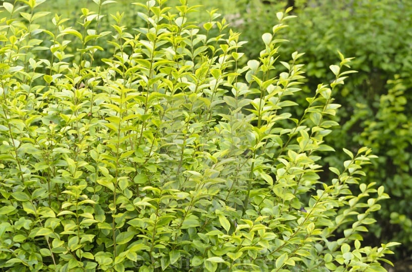 Hojas del ligustrum ovalifolium