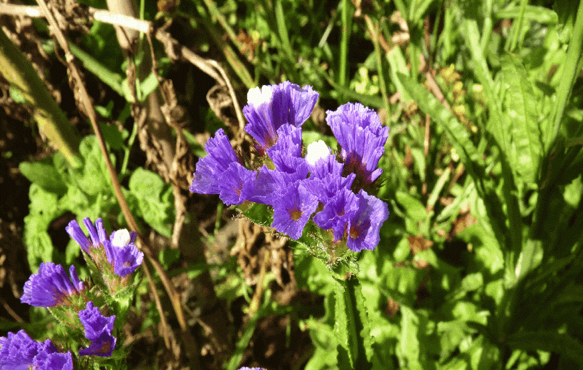 Cuidados del Limonium sinuatum