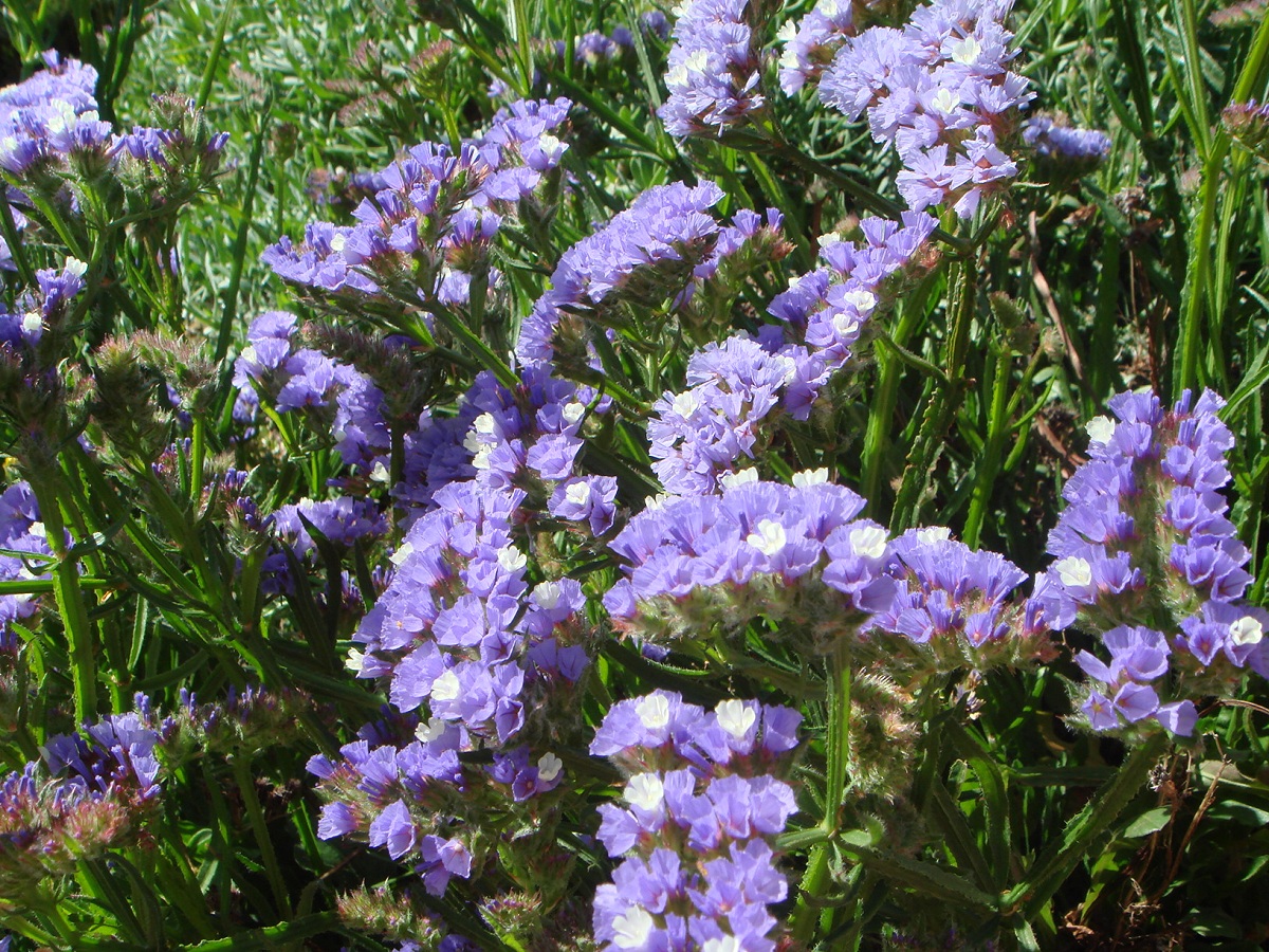 Limonium sinuatum