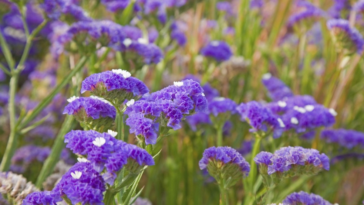 Limonium sinuatum (statice): cultivo, cuidados y flor seca