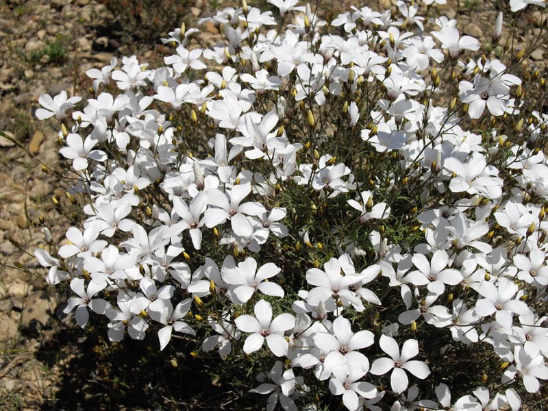 Linum suffruticosum: cultivo, poda y multiplicación